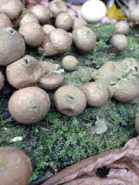 Lycoperdon pyriforme image