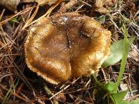 Russula amoenolens image