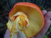 Amanita caesarea image