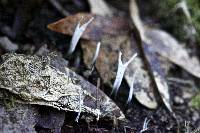 Xylaria hypoxylon image