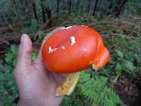 Amanita caesarea image