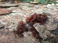 Tremella foliacea image