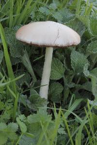 Volvariella gloiocephala image