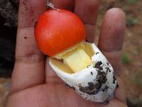 Amanita caesarea image