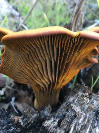 Omphalotus olivascens image