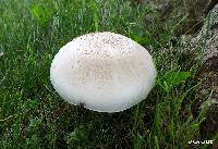 Agaricus xanthodermus image