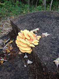 Laetiporus sulphureus image