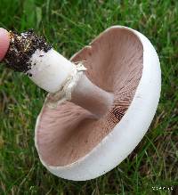 Agaricus xanthodermus image