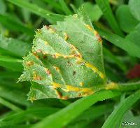 Puccinia malvacearum image