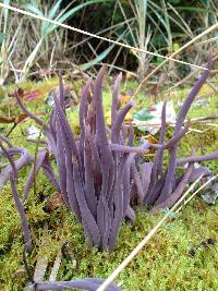 Alloclavaria purpurea image