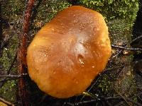 Agrocybe parasitica image