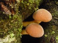 Agrocybe parasitica image