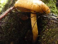 Agrocybe parasitica image