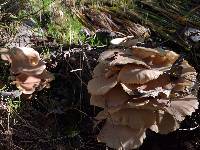 Pleurotus ostreatus image