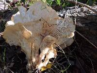 Pleurotus ostreatus image