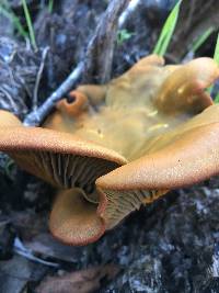 Omphalotus olivascens image