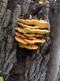 Laetiporus sulphureus image