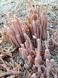 Alloclavaria purpurea image