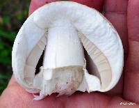 Agaricus xanthodermus image