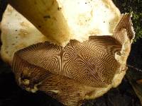 Agrocybe parasitica image