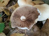 Agrocybe cylindracea image