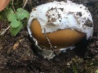 Amanita calyptroderma image