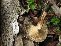 Polyporus arcularius image