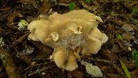 Clitocybe nebularis image