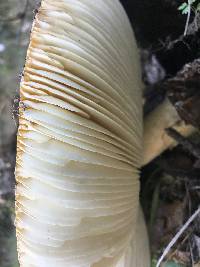 Amanita calyptroderma image