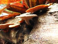 Polyporus arcularius image