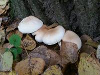 Agrocybe cylindracea image