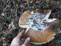 Amanita calyptroderma image