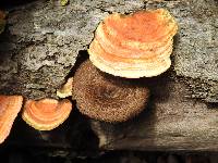 Polyporus arcularius image