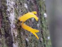 Calocera cornea image