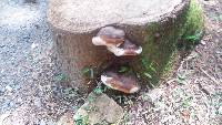 Ganoderma applanatum image