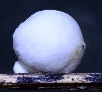 Crepidotus epibryus image