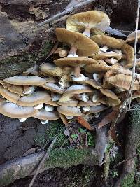 Armillaria mellea image