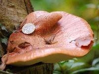 Fistulina hepatica image