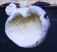 Crepidotus epibryus image