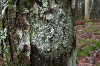 Pertusaria amara f. amara image