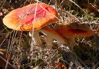 Amanita muscaria image