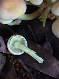 Hypholoma fasciculare image