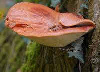 Fistulina hepatica image