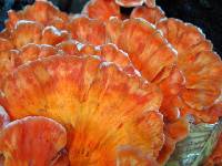 Laetiporus cincinnatus image