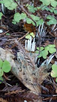 Clavaria fragilis image