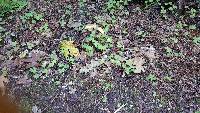 Clavaria fragilis image