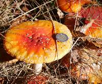 Amanita muscaria image