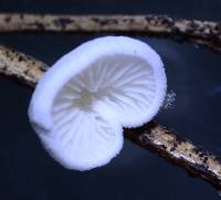 Crepidotus epibryus image