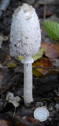 Coprinus comatus image