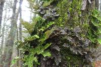 Lobaria pulmonaria image